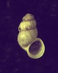 Litthabitella&nbsp;chilodia